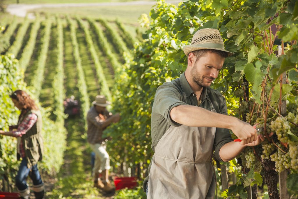 Silagri fournit du matériel pour la viticulture