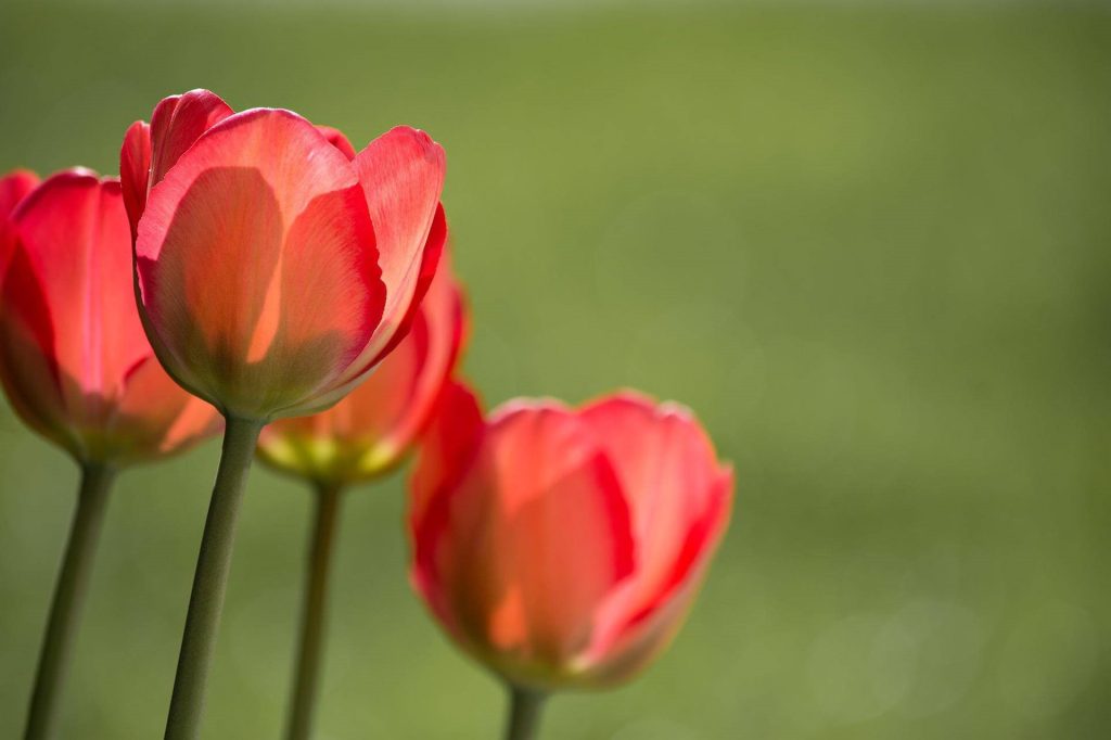 silagri fournit des produits pour les horticulteurs